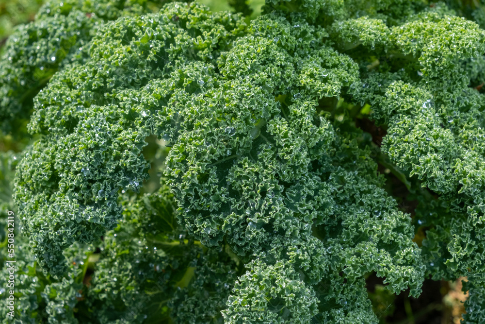 Brassica oleracea var. sabellica. A healthy fresh curly kale, organically grown.