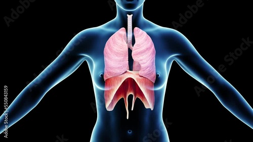 3d rendered medical animation of a woman's lungs and diaphragm during breathing