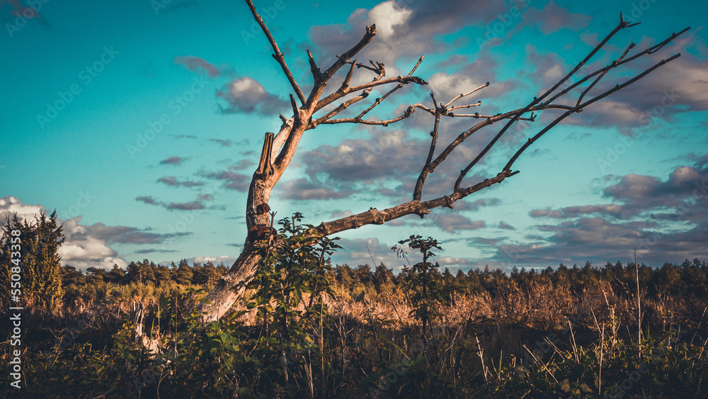 Obraz premium Lüneburger Heide