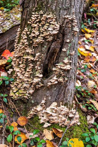 Mushrooms  on a trunk at La Mauricie national park in Quebec. Canada.