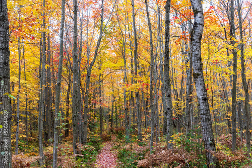 Forest with fall colors at La Mauricie national park in Quebec. Canada. © jefwod