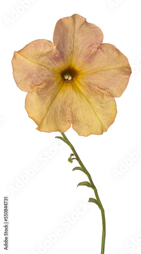 petunia flower isolated