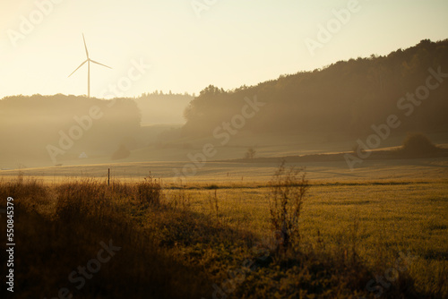 Wheat field at sunset