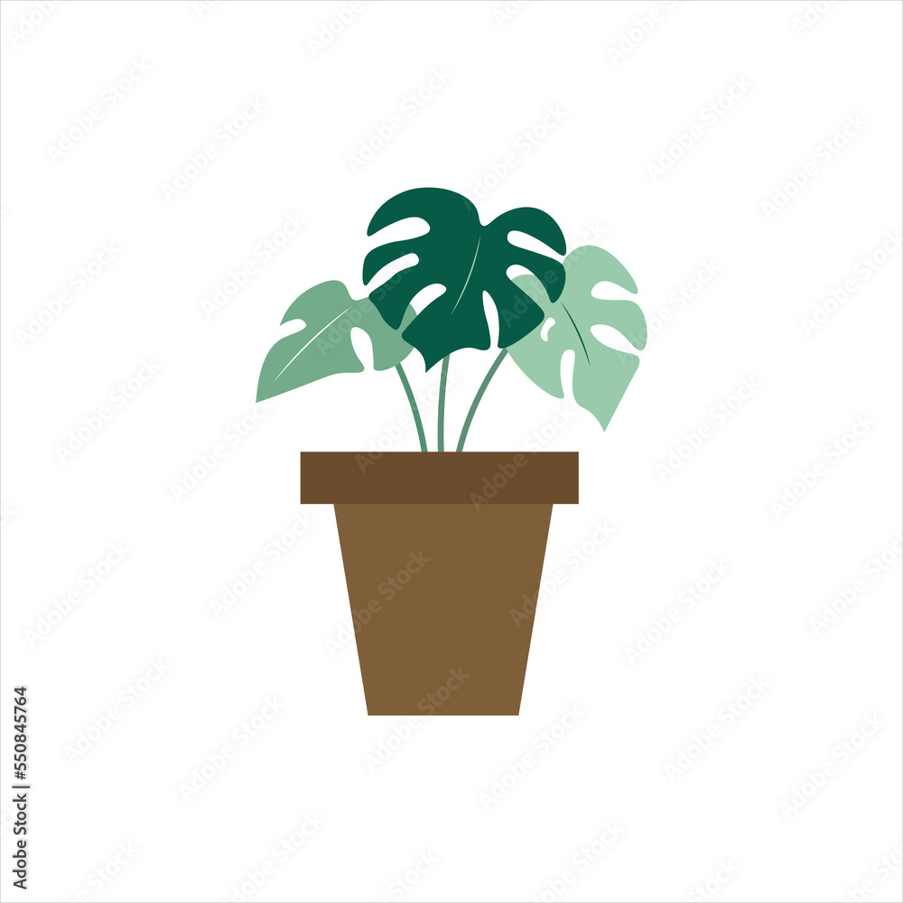 Home Plant With Leaves and A Stem Home Plant With Leaves and A Stem