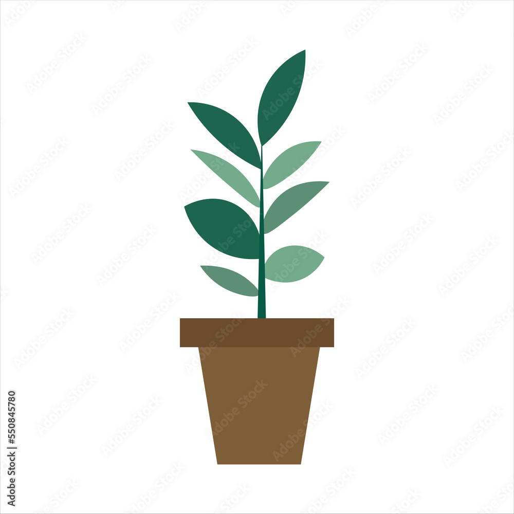 Home Plant With Leaves and A Stem Home Plant With Leaves and A Stem