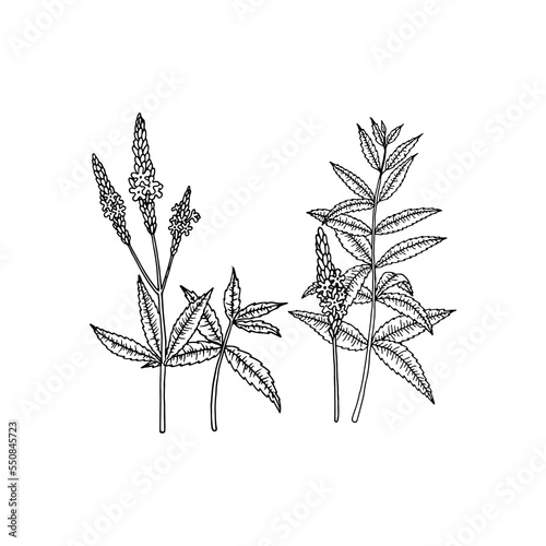 American blue vervain (Verbena hastata). Vector hand drawn illustration in sketch style. 