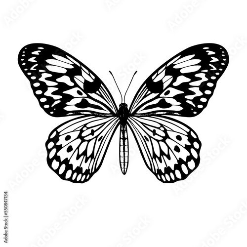 Idea Leuconoe (Rice Paper). Tropical Butterfly. Hand drawn insects. Vector sketch detailed illustration.