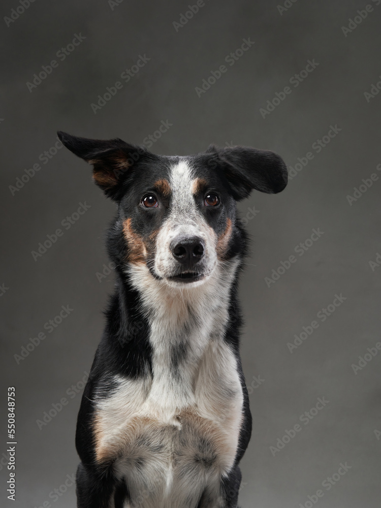 funny dog on gray background. Happy border collie in the studio. pet portrait funny dog on gray background. Happy border collie in the studio. pet portrait