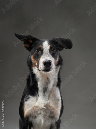 funny dog on gray background. Happy border collie in the studio. pet portrait