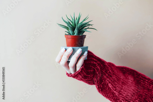Aloe flower in a pot in a female hand.
