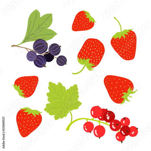 Summer berries set. Strawberry  red currant  black currant. Vector flat illustration. 