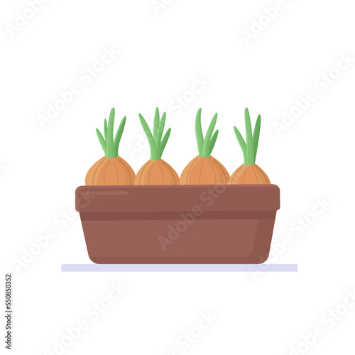 Seedlings of bulbs in a pot. Gardening and plant growing. Vector illustration in flat style.