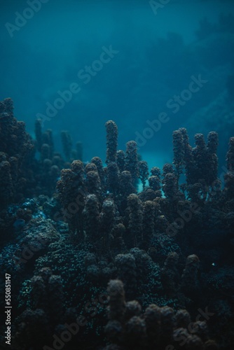Fotografie, Obraz Vertical closeup shot of seaweed underwater near Moorea, French Polynesia