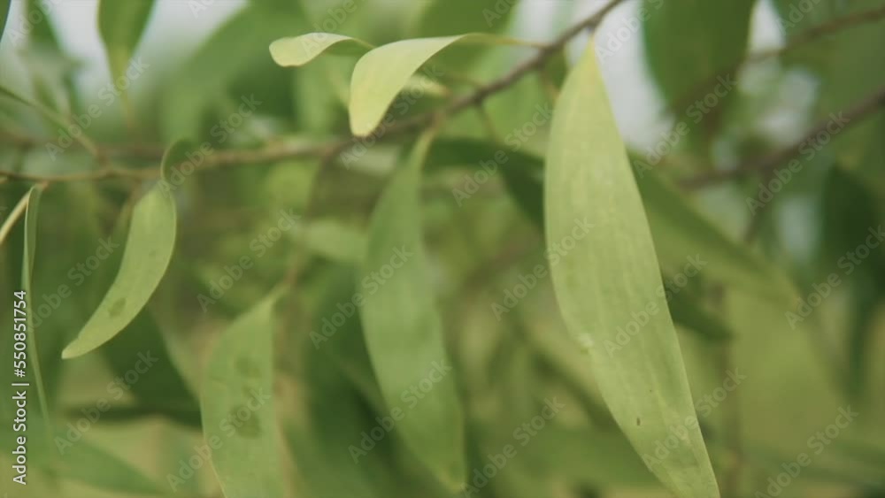 Rural close up with a blur.Green plant. Rural close up with a blur.Green plant.