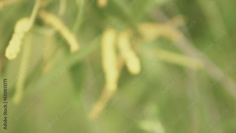 Romantic slow motion Tilt up B roll footage of field grass. Relaxing sway in the wind.