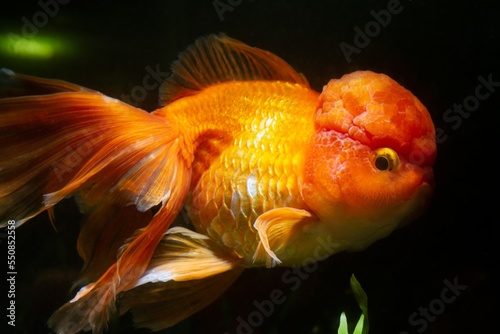 curious big tail oranda goldfish in pet shop, yellow, orange Eastern ornamental breed of wild carp ancestor, popular commercial hybrid isolated in dark background, low light nature design concept