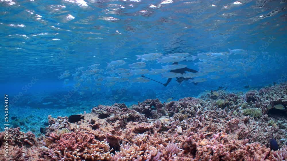 Snorkeler with large school of silver fish in shallow clear water Snorkeler with large school of silver fish in shallow clear water