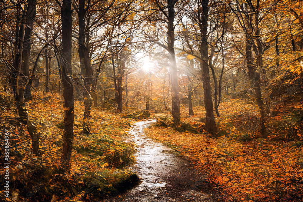 A beautiful autumn forest with big trees and great vegetation. Digital painting background A beautiful autumn forest with big trees and great vegetation. Digital painting background