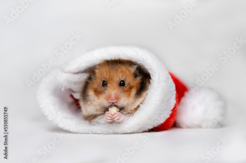 syrian hamster in a christmas hat