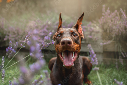 Fotobehang portrait of a doberman dog