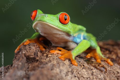 A Red-eyed Treefrog on the branch of a tree 