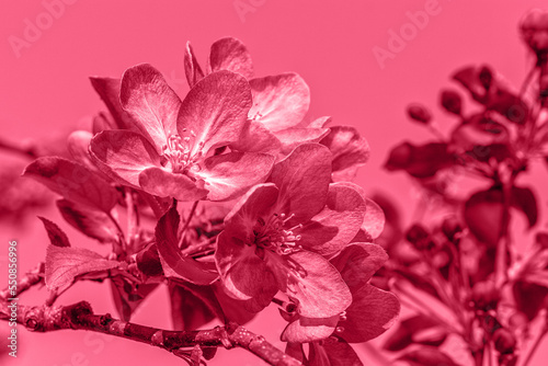 Trendy color of the year 2023. Branch of blossoming pink apple-treein toned in viva magenda color