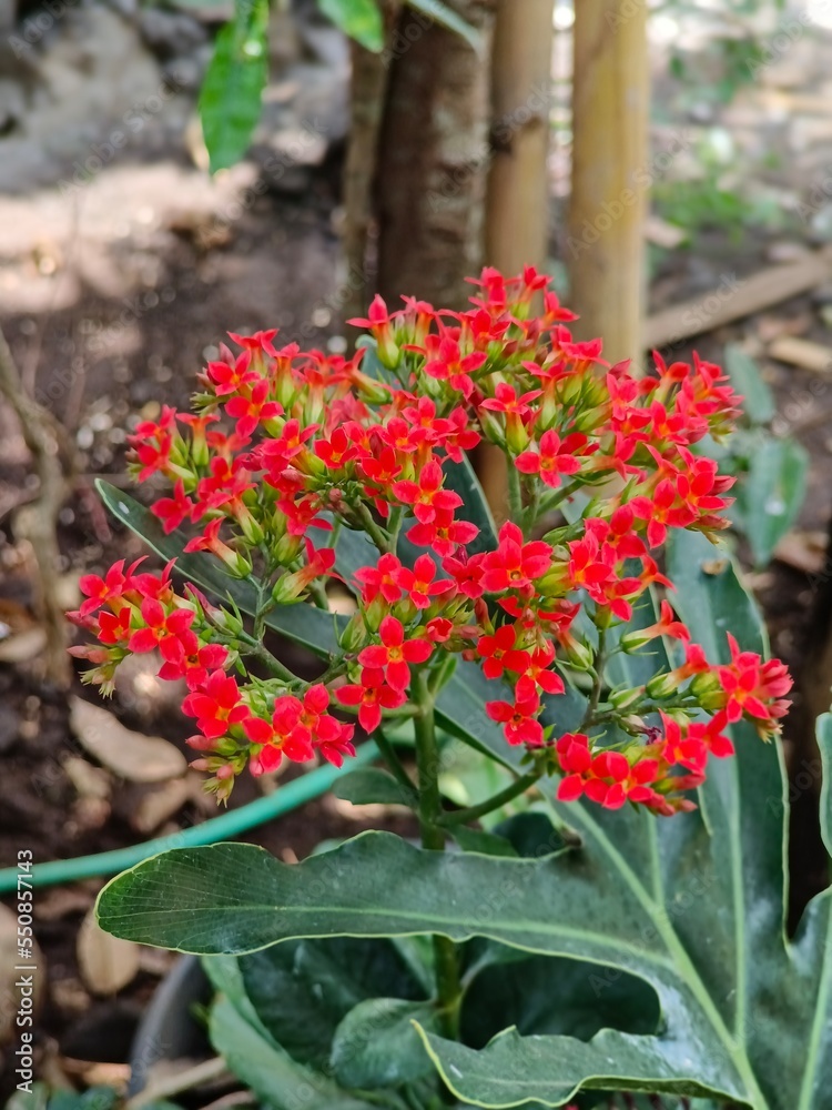 Blooming red flowers Kalanchoe in the garden