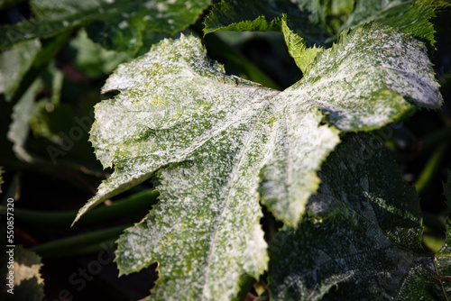 some courgette leaves with mildew photo