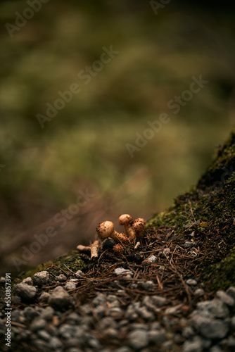 Close-up of the mushroom in the forest. Flora of northern woods.
