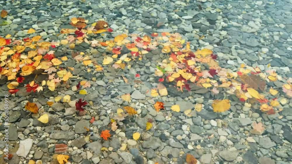 Fall leaves in water with raindrops falling near them Fall leaves in water with raindrops falling near them