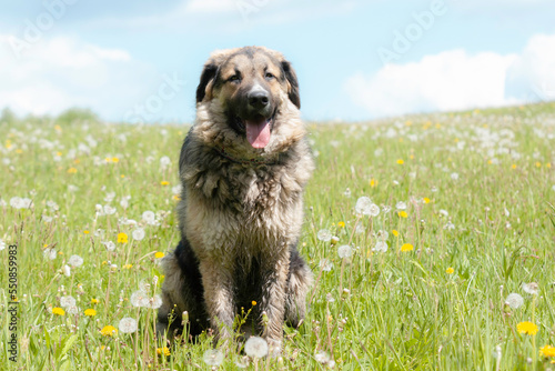 Smiling dog on the field © Julia