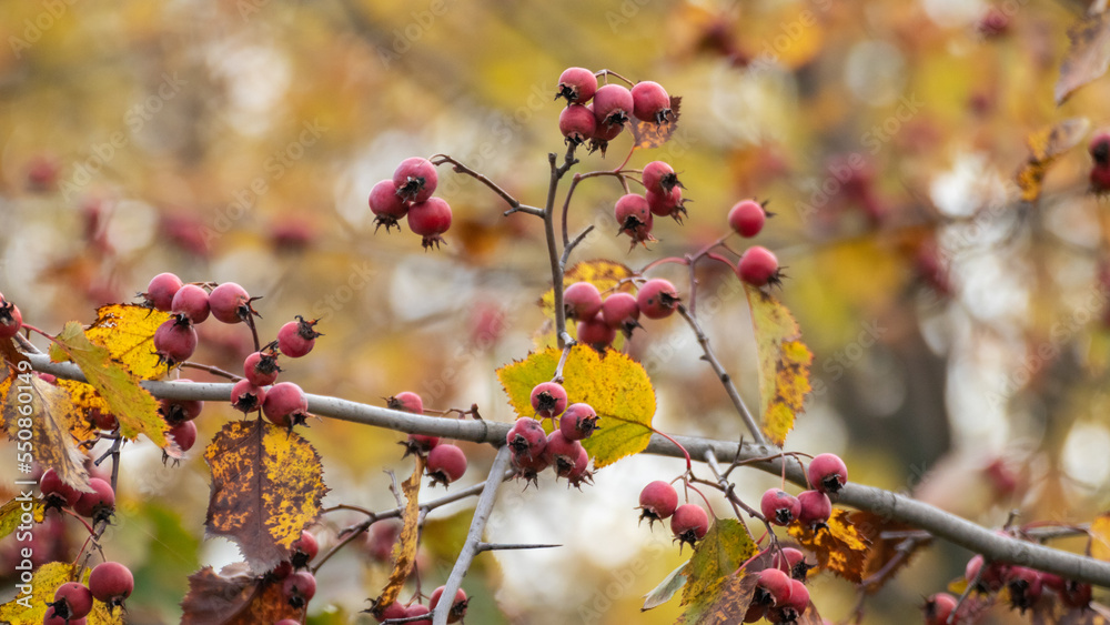 Red hawthorn berries with yellow autumn leaves Red hawthorn berries with yellow autumn leaves