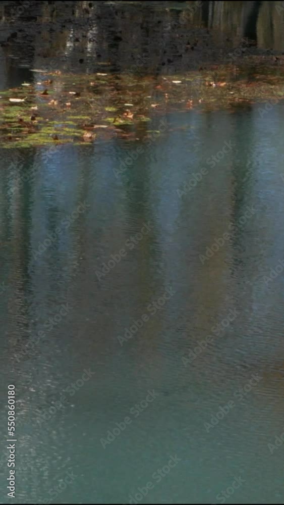 Vertical video shot of colorful leaves of trees reflected in the pool of blue waters in autumn Vertical video shot of colorful leaves of trees reflected in the pool of blue waters in autumn