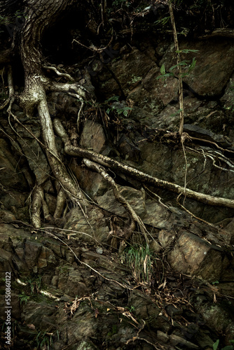 岩場を這う木の根 © 福田 浩志 - Koji Fukuta