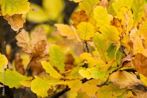 Autumn vivid yellow leaves on oak tree branches