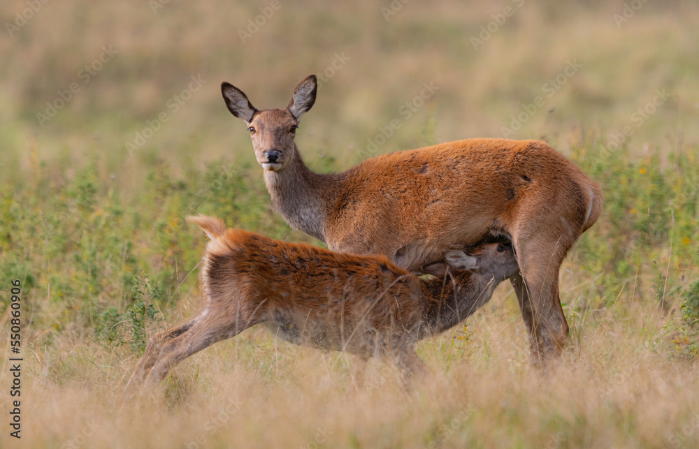Fototapeta premium red deer feeding