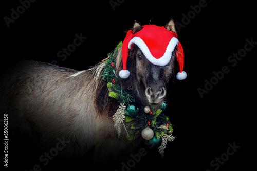 Portrait of a cute dun shetland pony wearing festive christmas decorations in front of black background