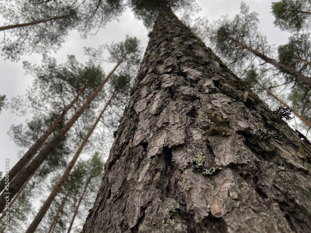 Forest trees against the gray sky. The texture is wooden. View from below to the tops of the trees. Coniferous trees in the forest. Hiking and tourism concept. travel background. Forest trees against the gray sky. The texture is wooden. View from below to the tops of the trees. Coniferous trees in the forest. Hiking and tourism concept. travel background.