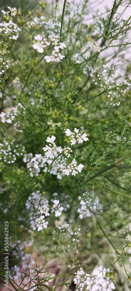 Flores Brancas Flores Brancas