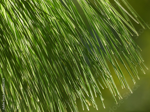 weeping mexican pine, pinus patula, close up 