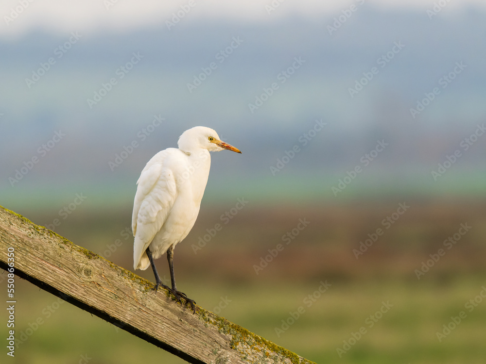 Cattle Egret Perched on a Fence