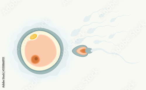 Sperm running to egg. Human fertility concept. Vector concept of fertilisation. Egg and sperm.