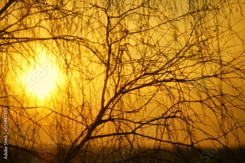 The evening sun shines through the bare branches of a birch tree. © Omega