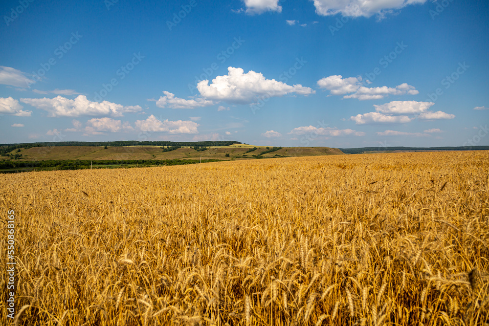 Naklejka premium golden field with spikelets of ripe wheat