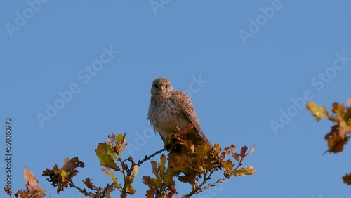 Kestrel Perched on a Branch
 photo