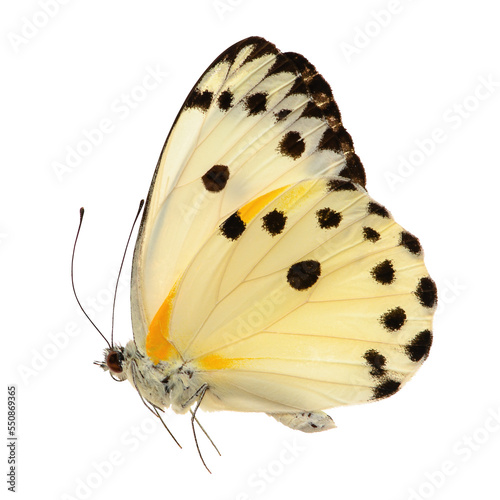 Butterfly isolated on white background. Belenois calypso