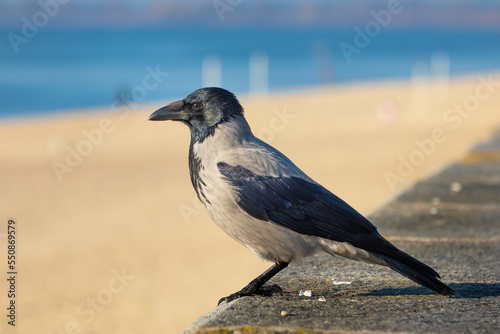 Hooded crow close-up on a sunny day