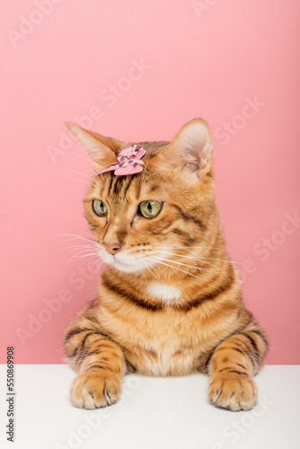 Beautiful Bengal cat with a hairpin on her head on the background.
