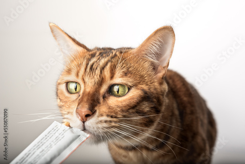Close-up of a pet owner giving a liquid snack to his cat. © Svetlana Rey