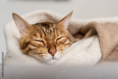 Cute Bengal cat sleeps sweetly in the room.